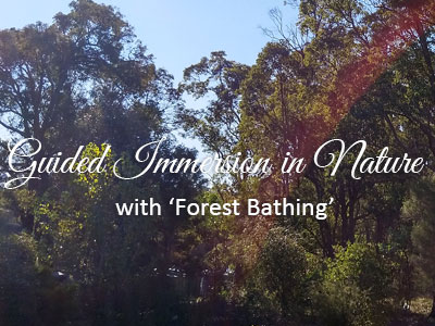 Guided Immersion in Nature with Forest Bath