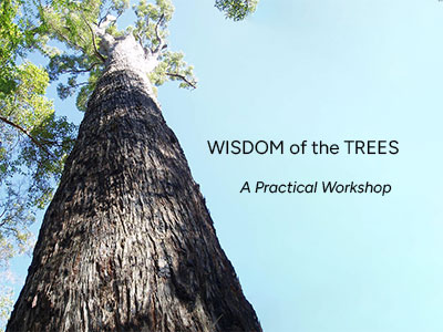 Wisdom of the trees